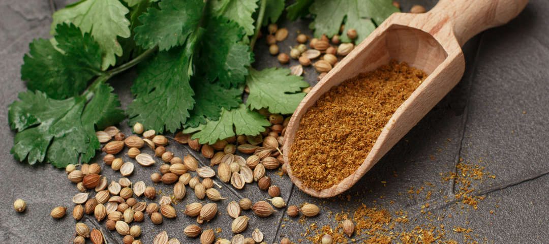 Coriandolo (Coriandrum sativum L.): il tocco speziato nel ...